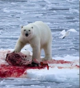 polar bear eating remains of rock band
